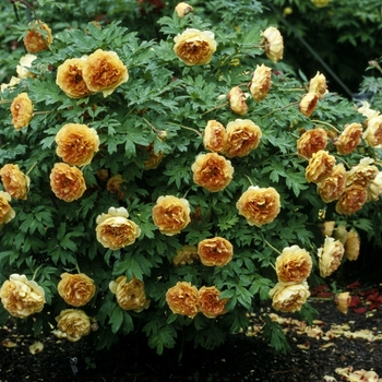 Paeonia 'Roman's Gold' (001308)