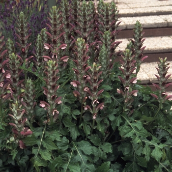 Acanthus balcanicus '' (001310)