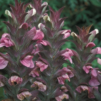 Acanthus balcanicus '' (001311)