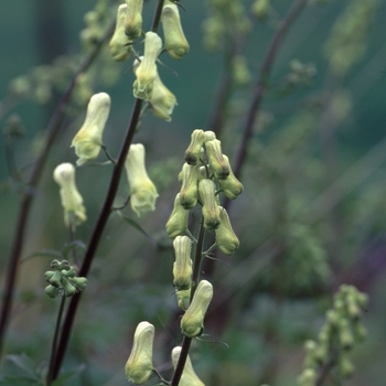 Aconitum lamarckii '' (001315)