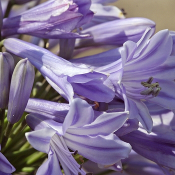 Agapanthus 'Donau' (001321)