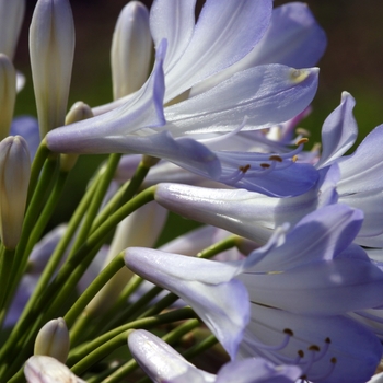 Agapanthus 'Phantom' (001323)