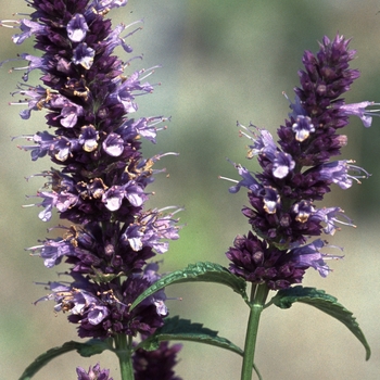 Agastache 'Black Adder' (001324)