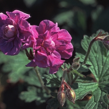 Geranium himalayense 'Plenum' (001347)