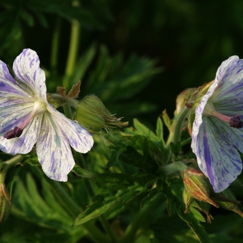 Geranium pratense 'Splish Splash' (001358)