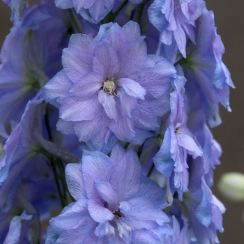 Delphinium elatum New Millennium™ 'Blue Lace' (001377)