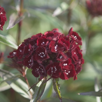 Dianthus barbatus 'Heart Attack' (001379)