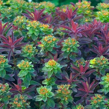 Euphorbia polyanthemus 'Bonfire' (001380)