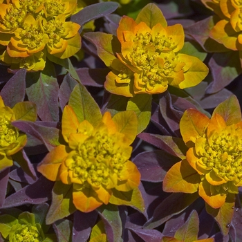 Euphorbia polyanthemus 'Bonfire' (001381)