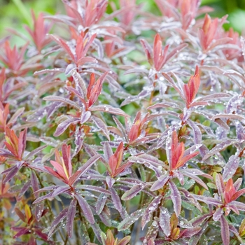 Euphorbia polyanthemus 'Bonfire' (001382)