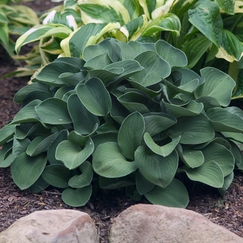 Hosta 'Blue Mouse Ears' (001383)