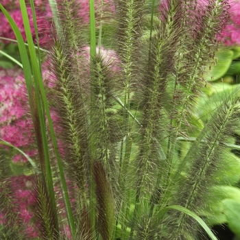 Pennisetum alopecuroides 'Red Head' (001384)