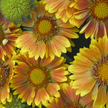 Gaillardia aristata 'Oranges and Lemons' (001391)