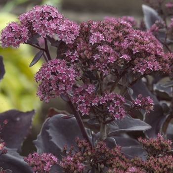 Sedum telephium 'Black Jack' (001395)