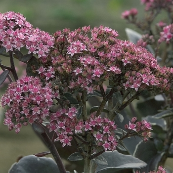 Sedum telephium 'Black Jack' (001397)