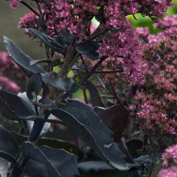 Sedum telephium 'Black Jack' (001398)