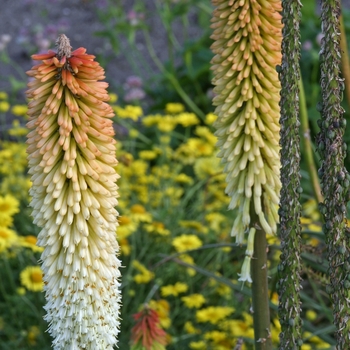 Kniphofia 'Alcazar' (001400)