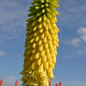 Kniphofia 'Vanilla' (001407)