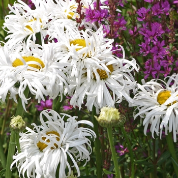 Leucanthemum x superbum 'Phyllis Smith' (001412)