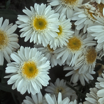 Leucanthemum x superbum 'Sunny Side Up' (001415)