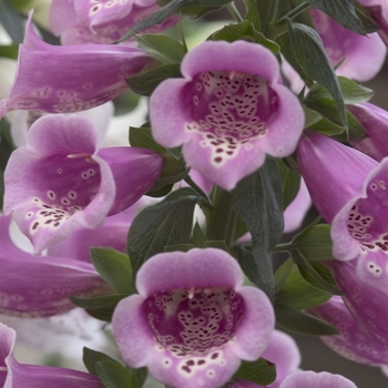 Digitalis purpurea Camelot™ '' (001423)