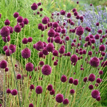 Allium sphaerocephalon '' (001437)