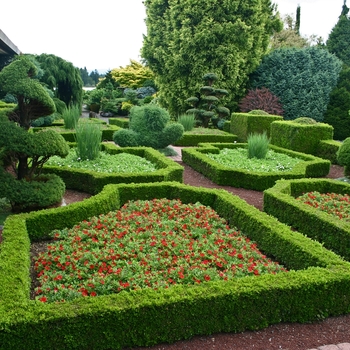 Buxus 'Green Velvet' (001440)