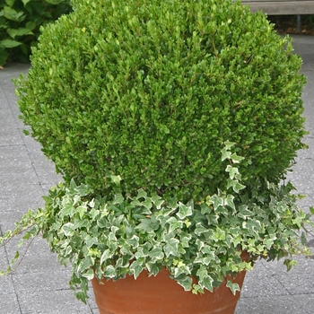 Buxus 'Green Velvet' (001442)