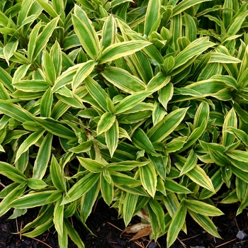 Carex siderosticha 'Island Brocade' (001445)