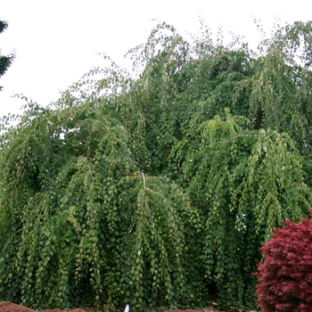 Cercidiphyllum japonicum 'Pendula' (001449)