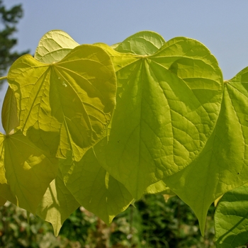 Cercis canadensis 'Hearts of Gold' (001451)