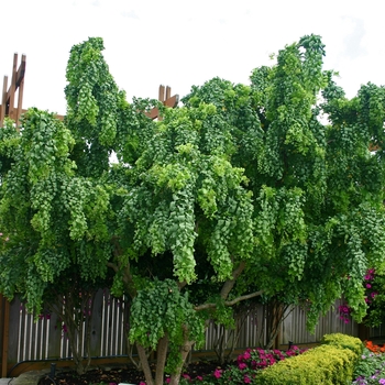 Robinia pseudoacacia 'Twisty Baby™' (001454)