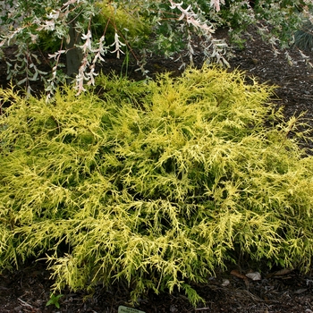 Chamaecyparis pisifera 'Lemon Thread' (001458)