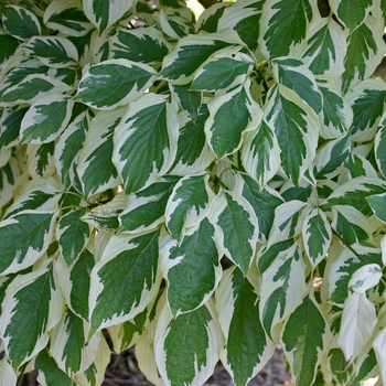 Cornus controversa 'Variegata' (001462)