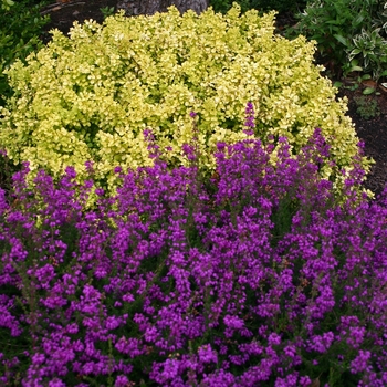 Erica cinerea 'Purple Bell' (001465)