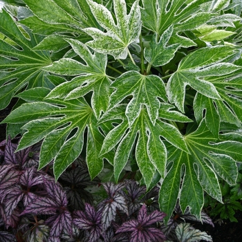 Fatsia japonica 'Spider's Web' (001490)