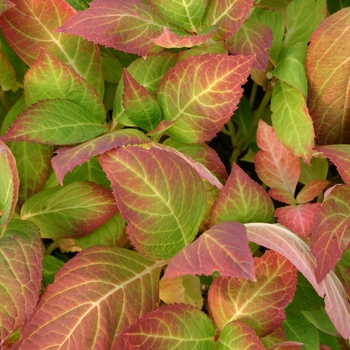 Hydrangea macrophylla 'The Original' (001500)