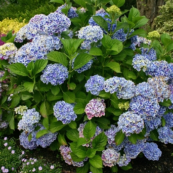 Hydrangea macrophylla 'Lady Taiko Blue' (001502)