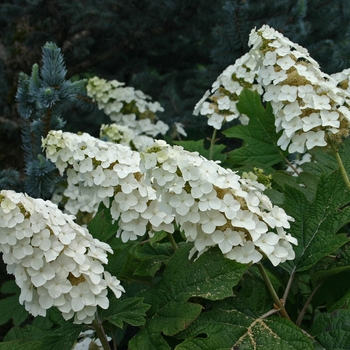 Hydrangea quercifolia 'Snow Queen' (001507)