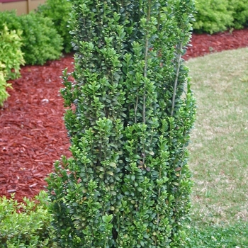 Ilex crenata 'Sky Pencil' (001511)