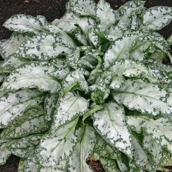 Pulmonaria 'High Contrast' (001529)