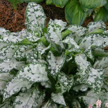 Pulmonaria 'High Contrast' (001530)