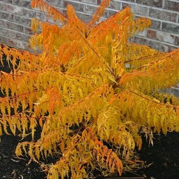 Rhus typhina 'Tiger Eyes®' (001534)