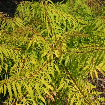 Rhus typhina 'Tiger Eyes®' (001535)