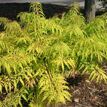 Rhus typhina 'Tiger Eyes®' (001536)