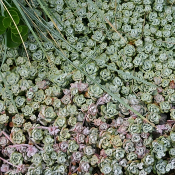 Sedum spathulifolium 'Cape Blanco' (001540)