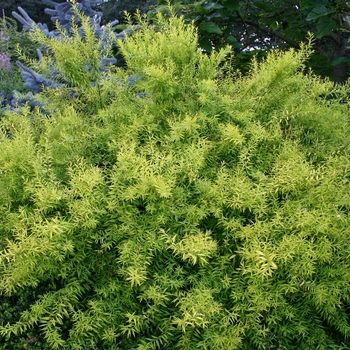 Spiraea thunbergii 'Gold Thread™' (001542)