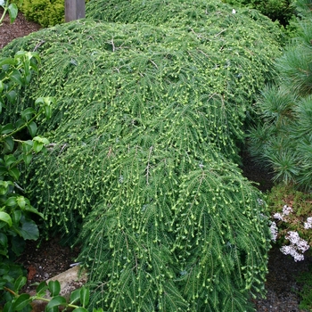 Tsuga canadensis 'Cole's Prostrate' (001549)