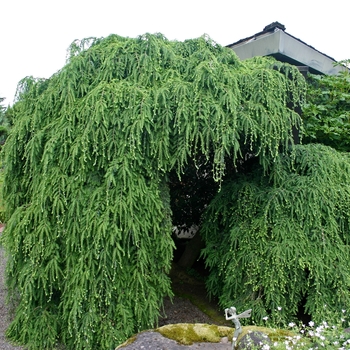 Tsuga canadensis 'Pendula' (001551)