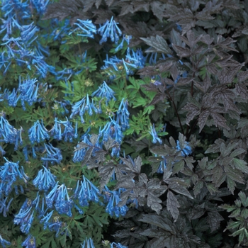 Corydalis flexuosa 'Blue Panda' (001552)